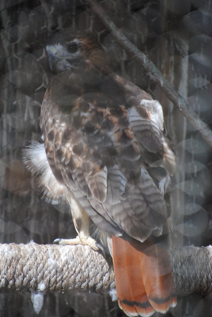 Red-tailed Hawk