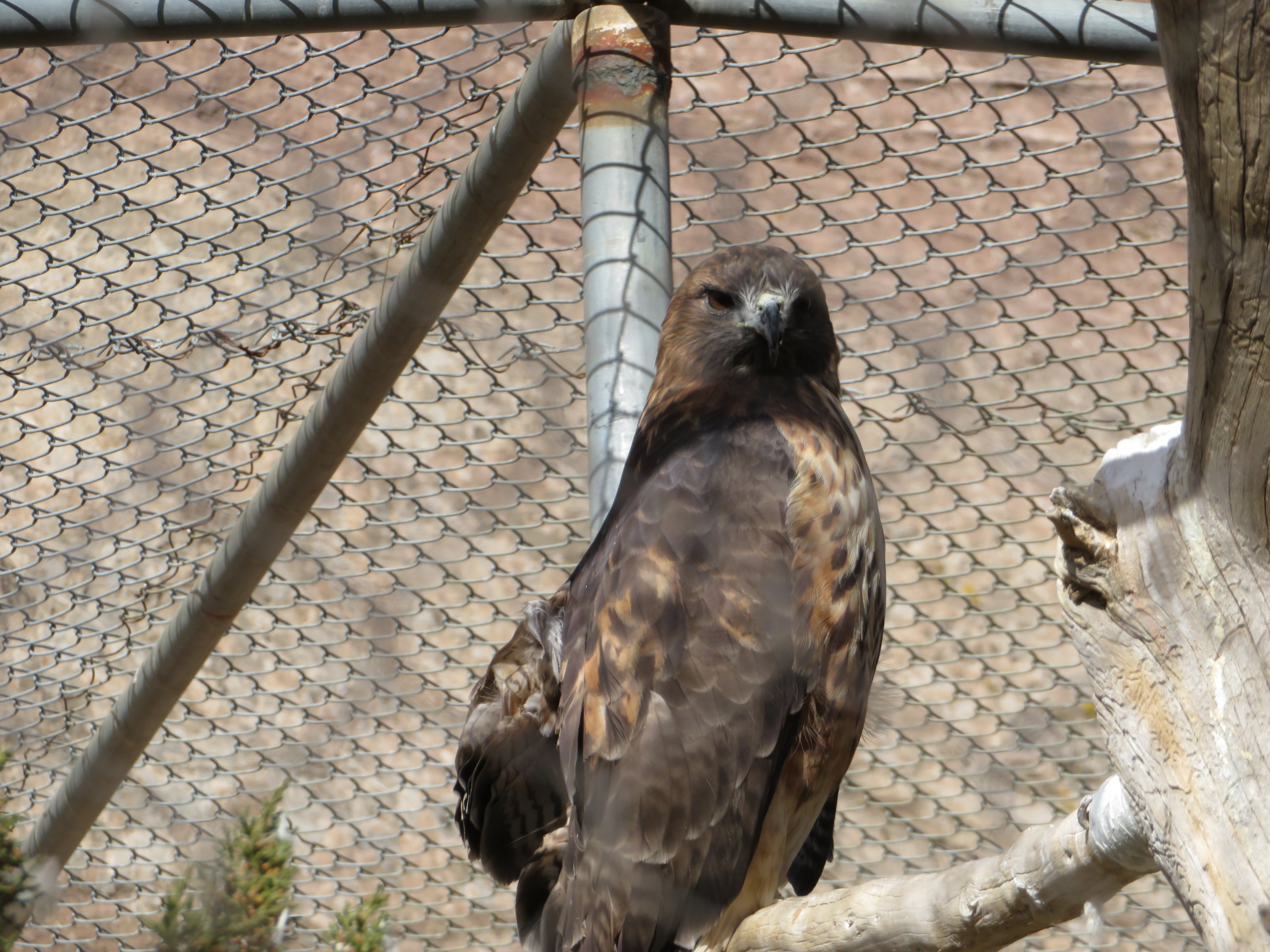 Red-tailed Hawk