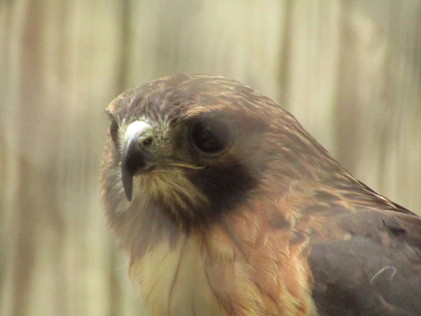 Red Tailed Hawk