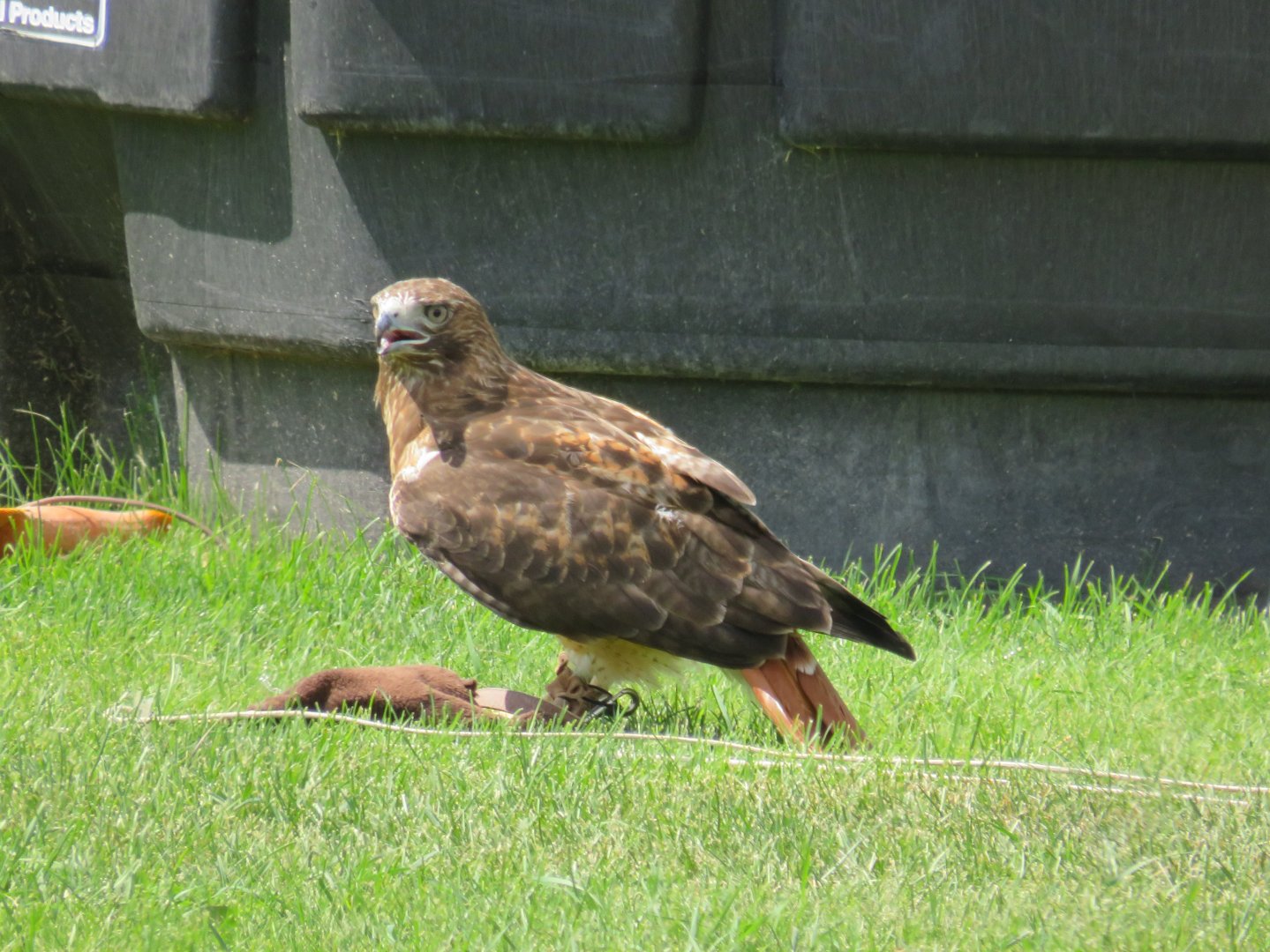 Red-tailed hawk