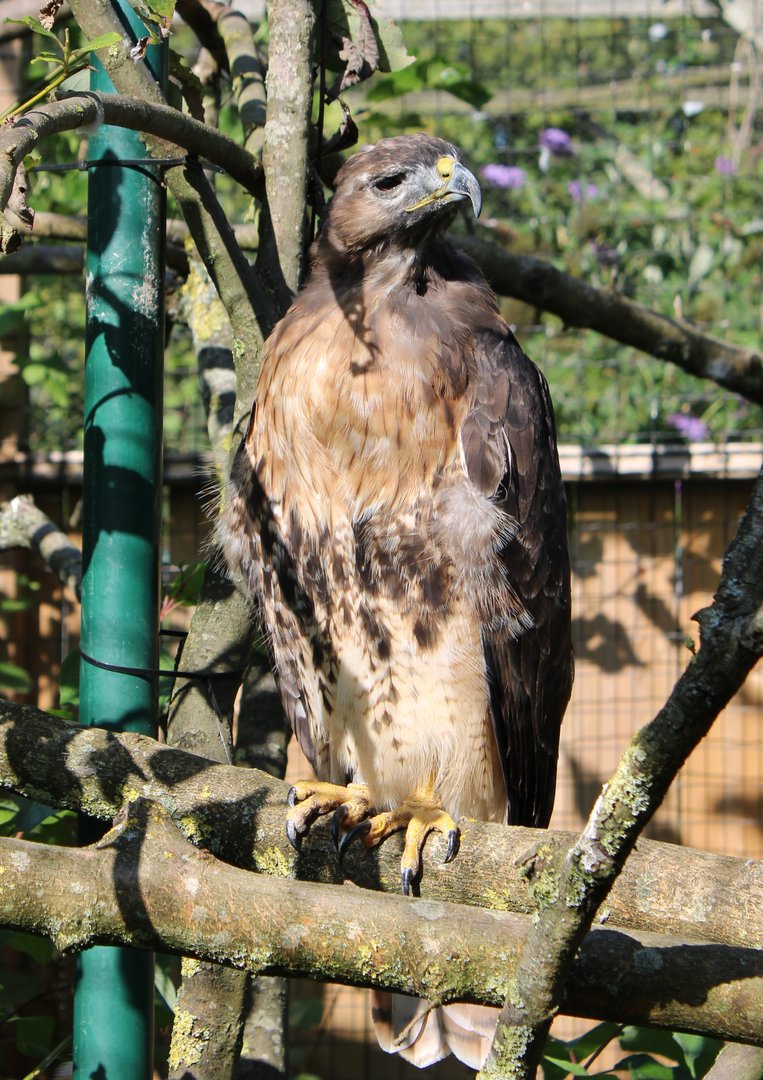 Red-tailed hawk