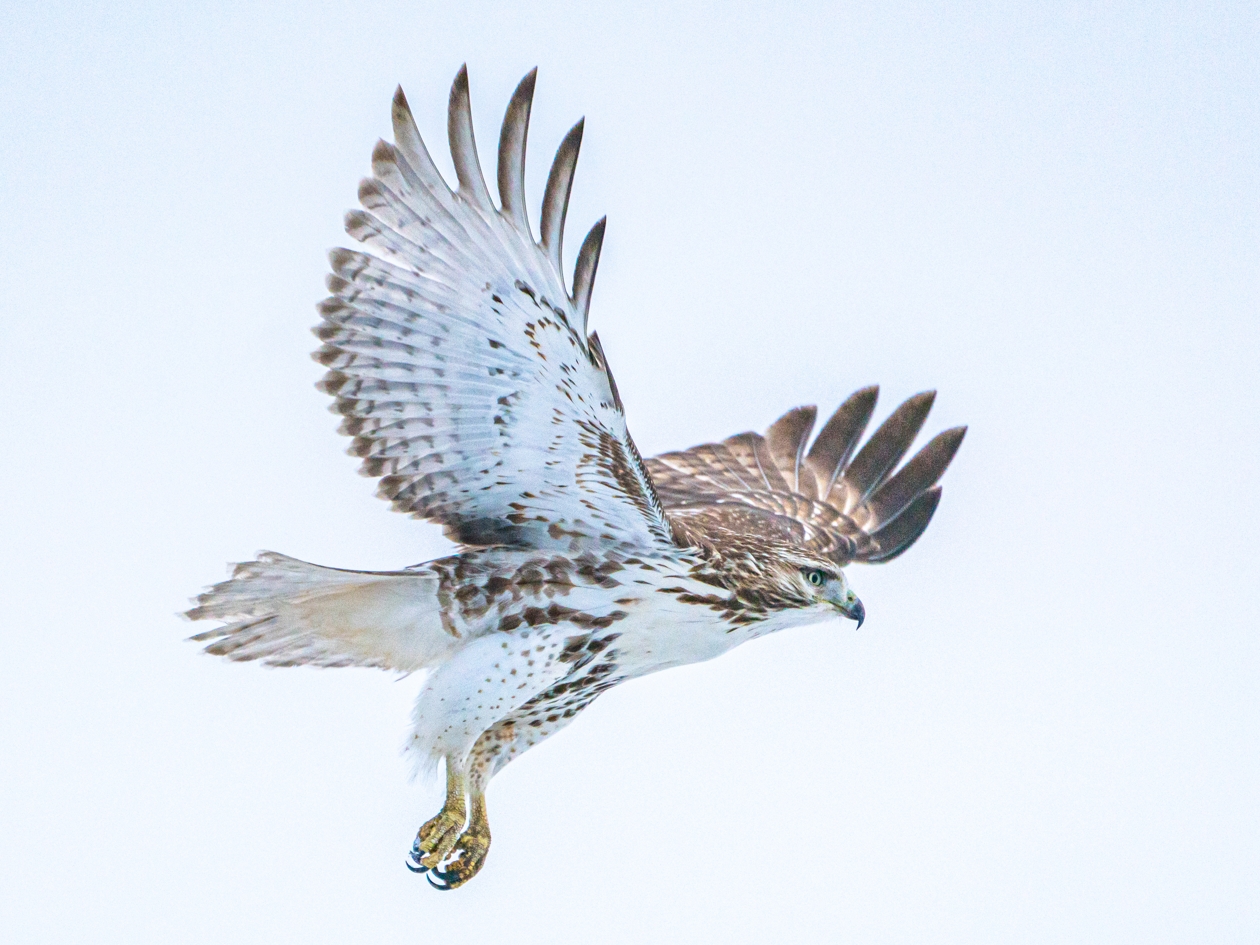 Red-tailed Hawk