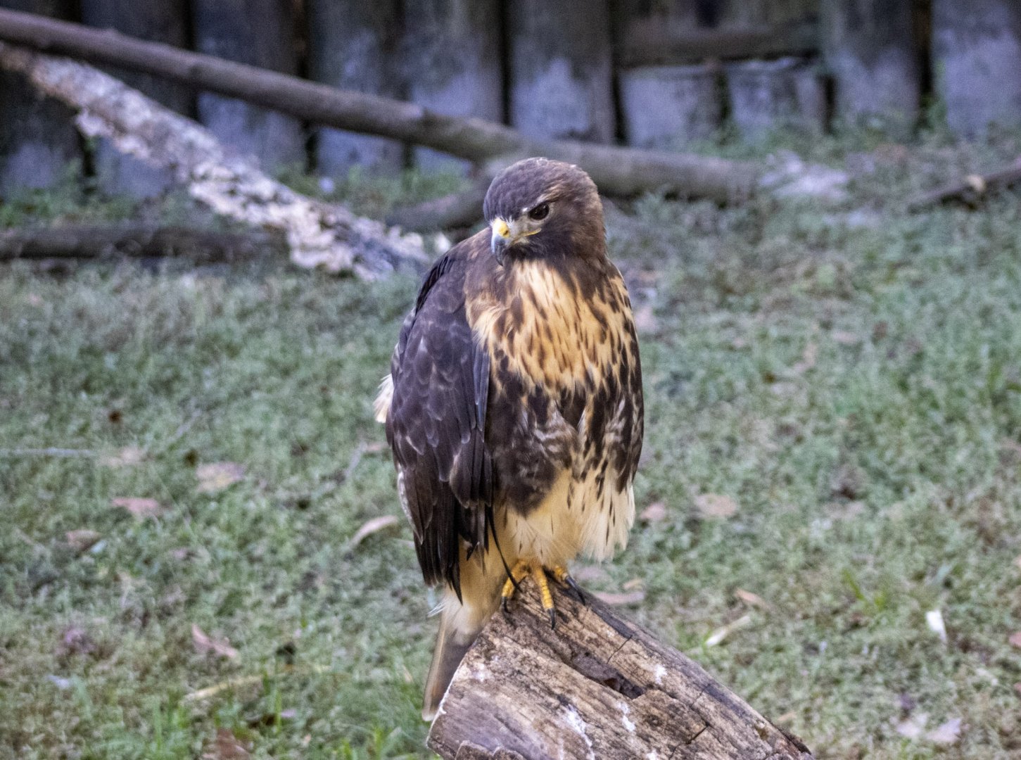 Red-tailed Hawk