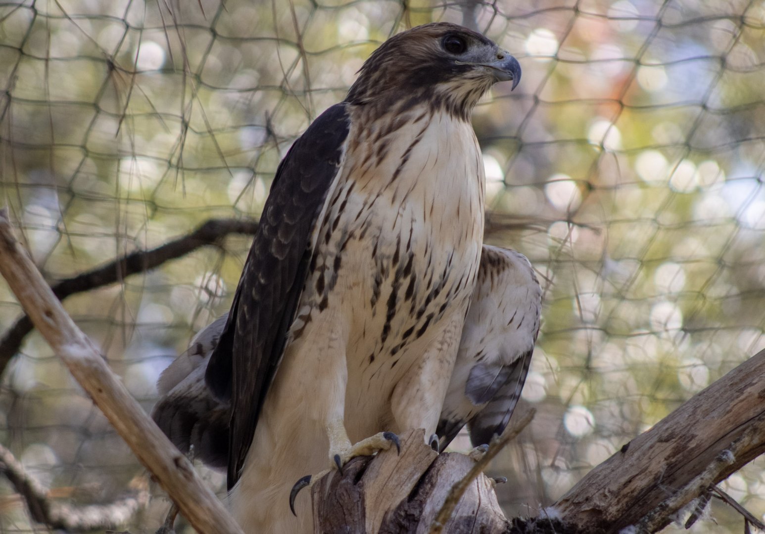 Red-tailed Hawk
