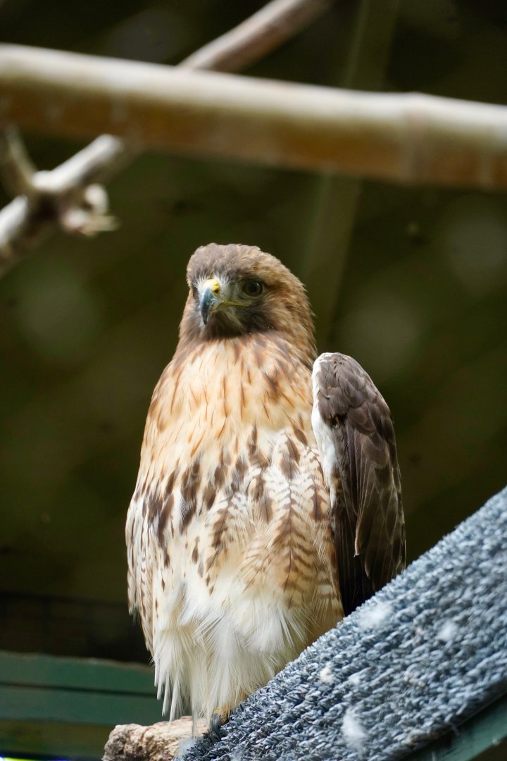 Red-Tailed Hawk