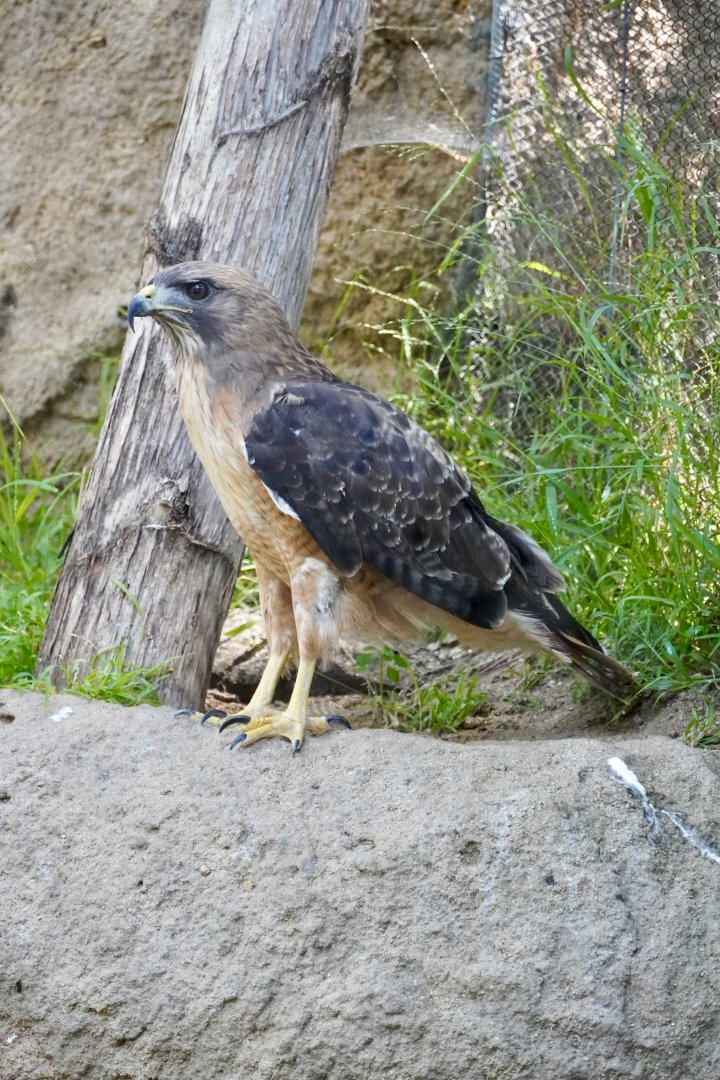 Red-Tailed Hawk