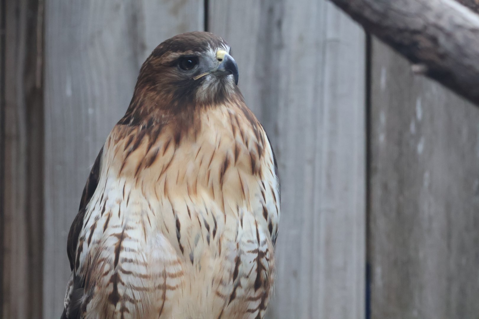 Red Tailed Hawk