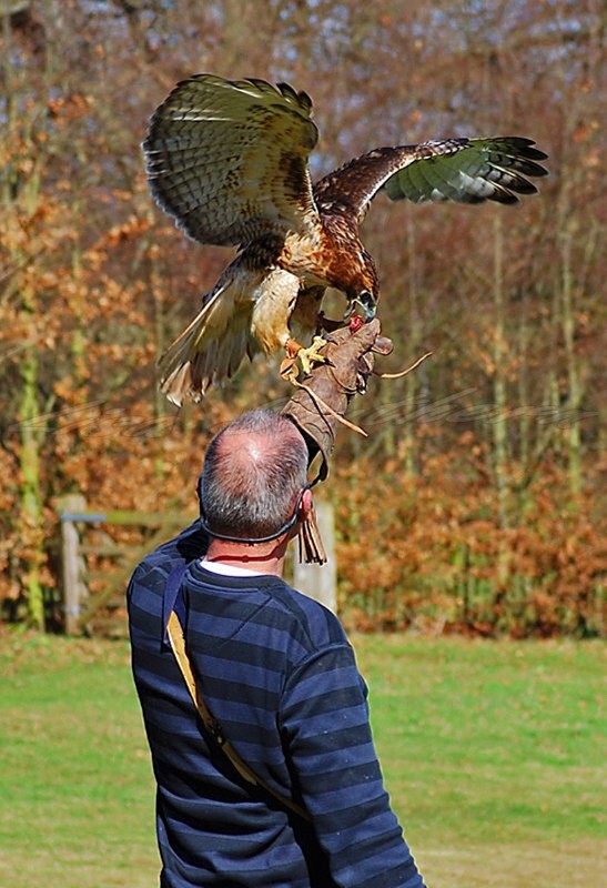 Red Tailed Hawk