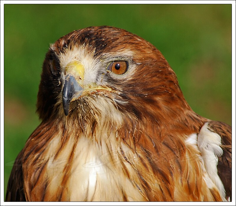 Red Tailed Hawk