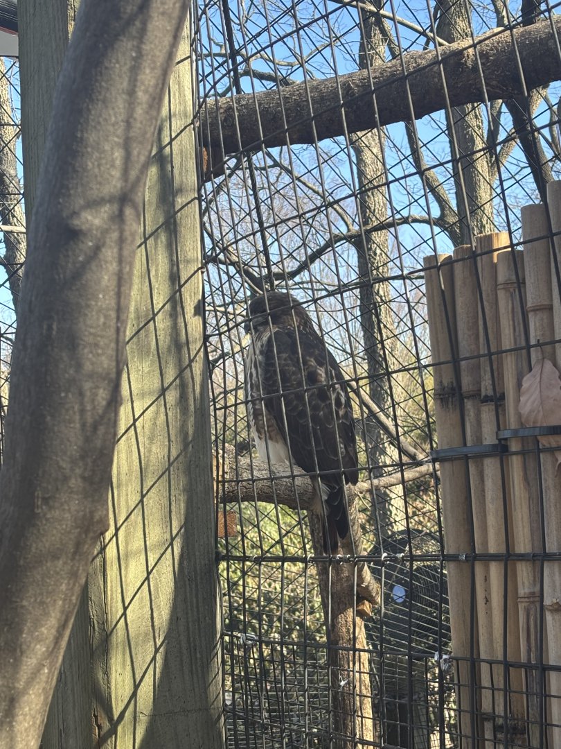 Red-Tailed Hawk