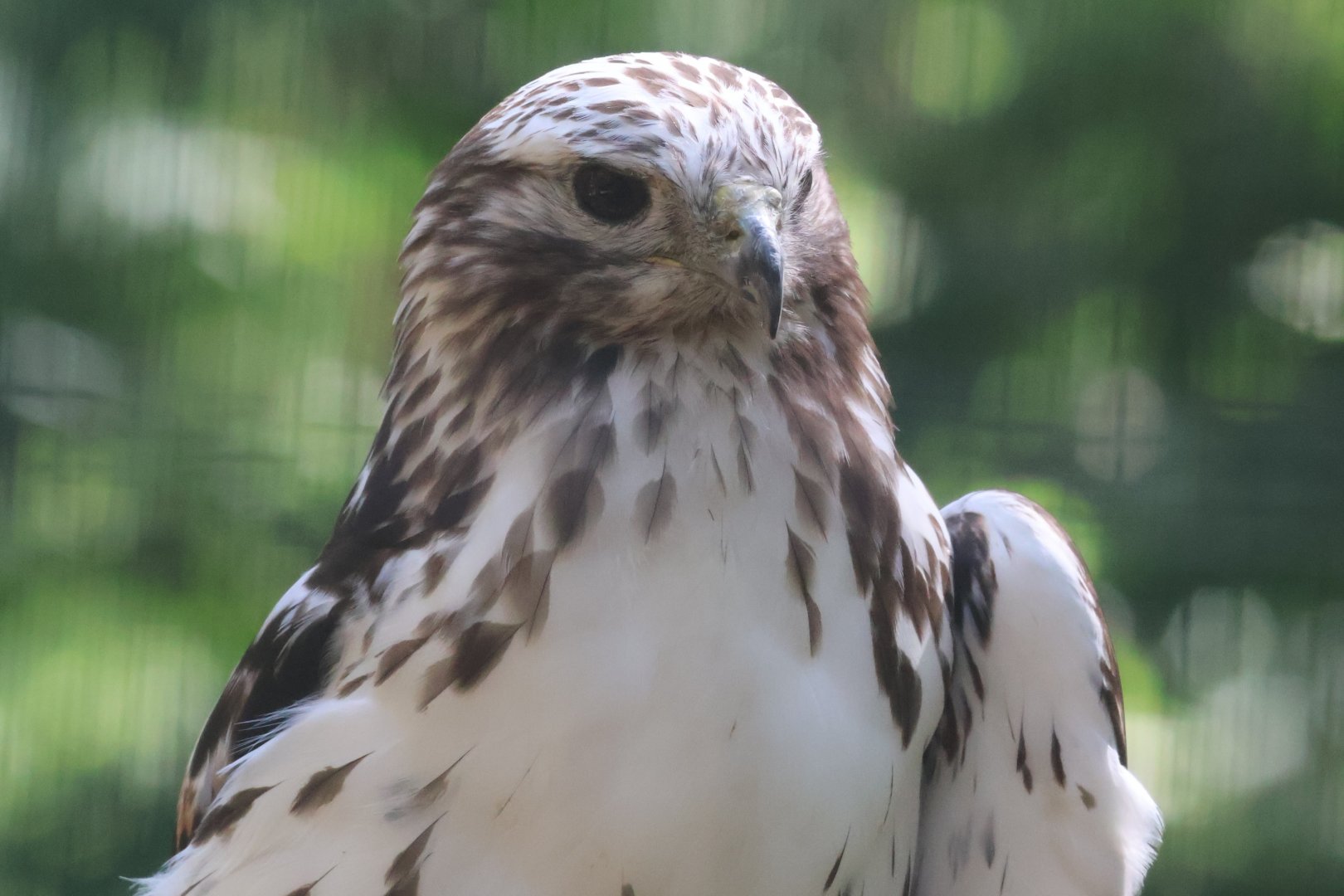 Red Tailed hawk