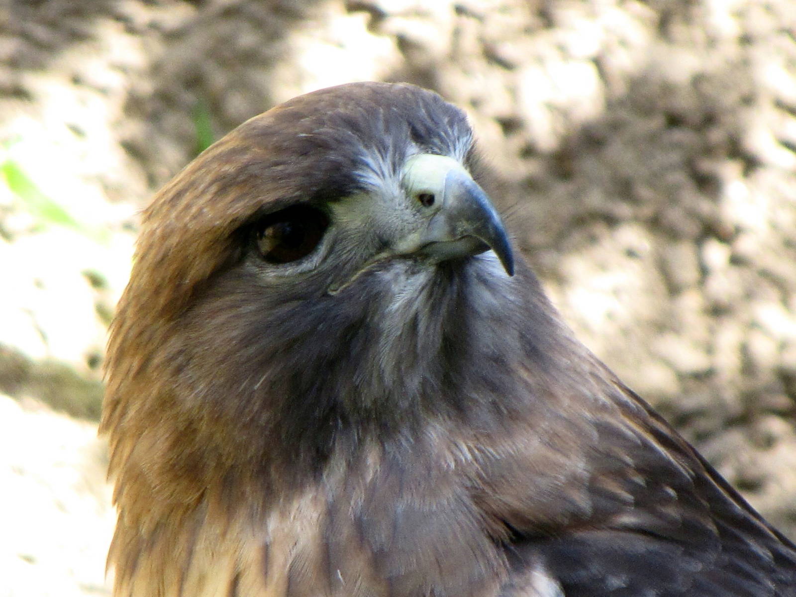Red-tailed Hawk