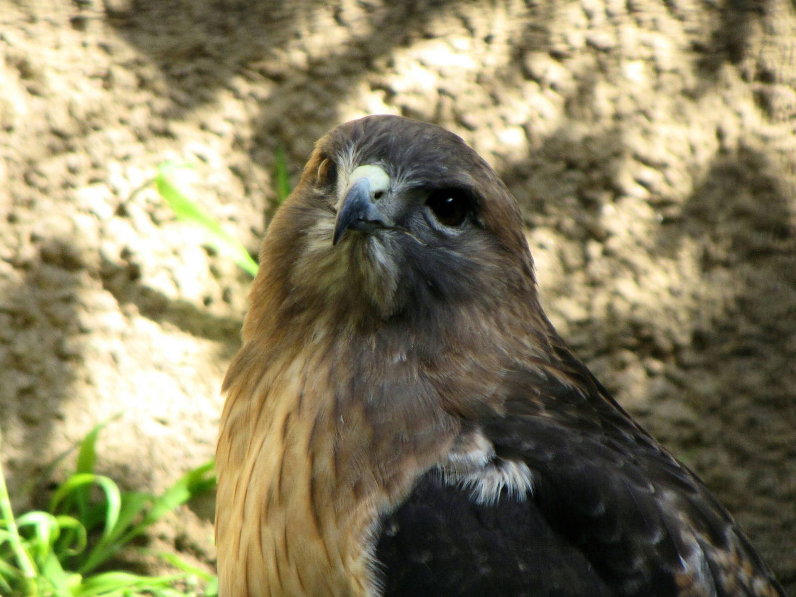 Red-tailed Hawk