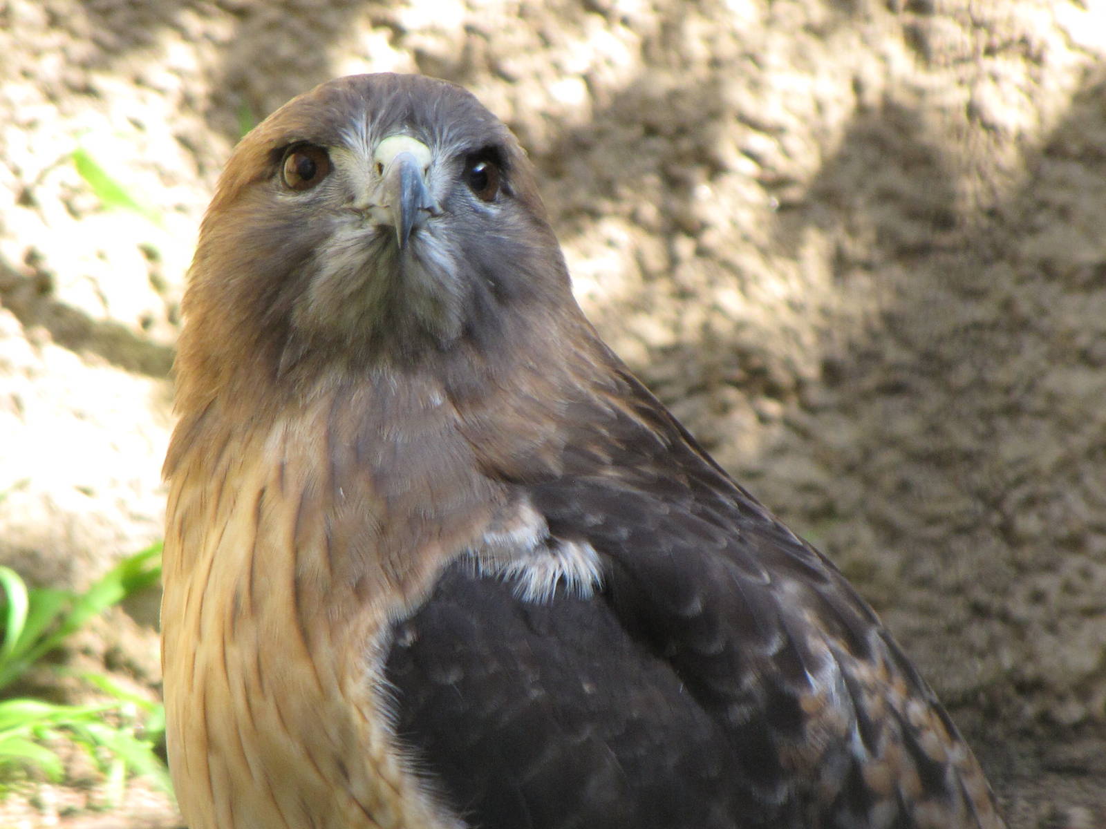 Red-tailed Hawk