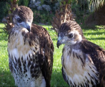Red-tailed Hawks (Buteo jamaicensis)
