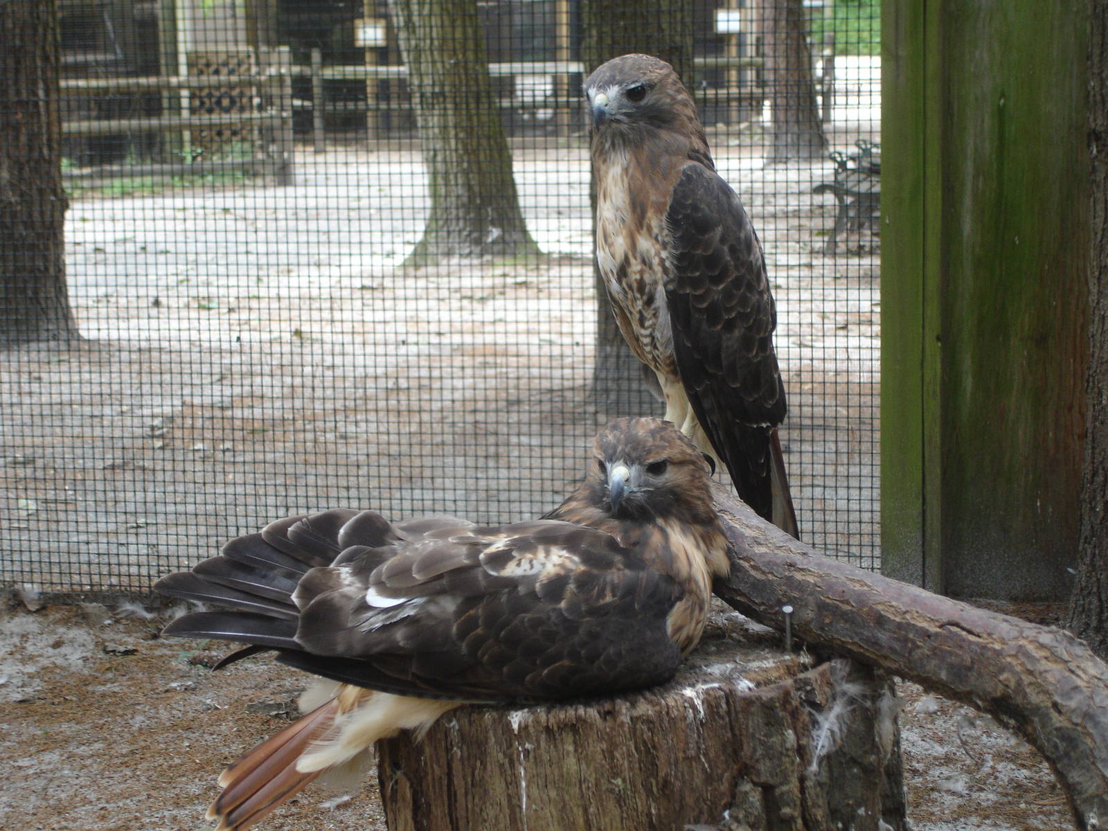 Red Tailed Hawks