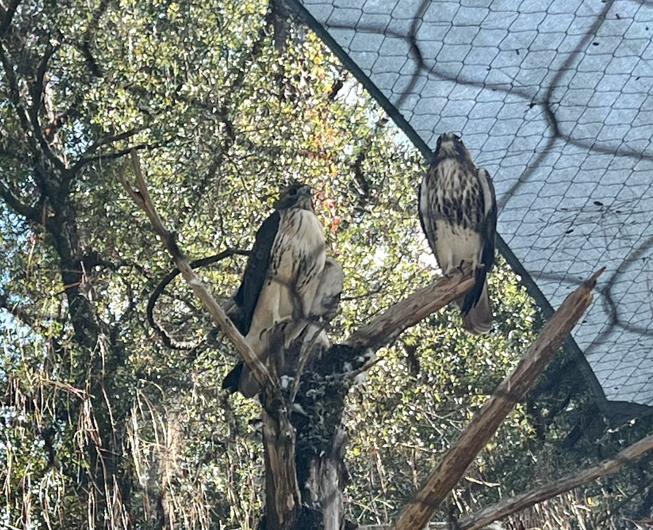 Red-tailed Hawks
