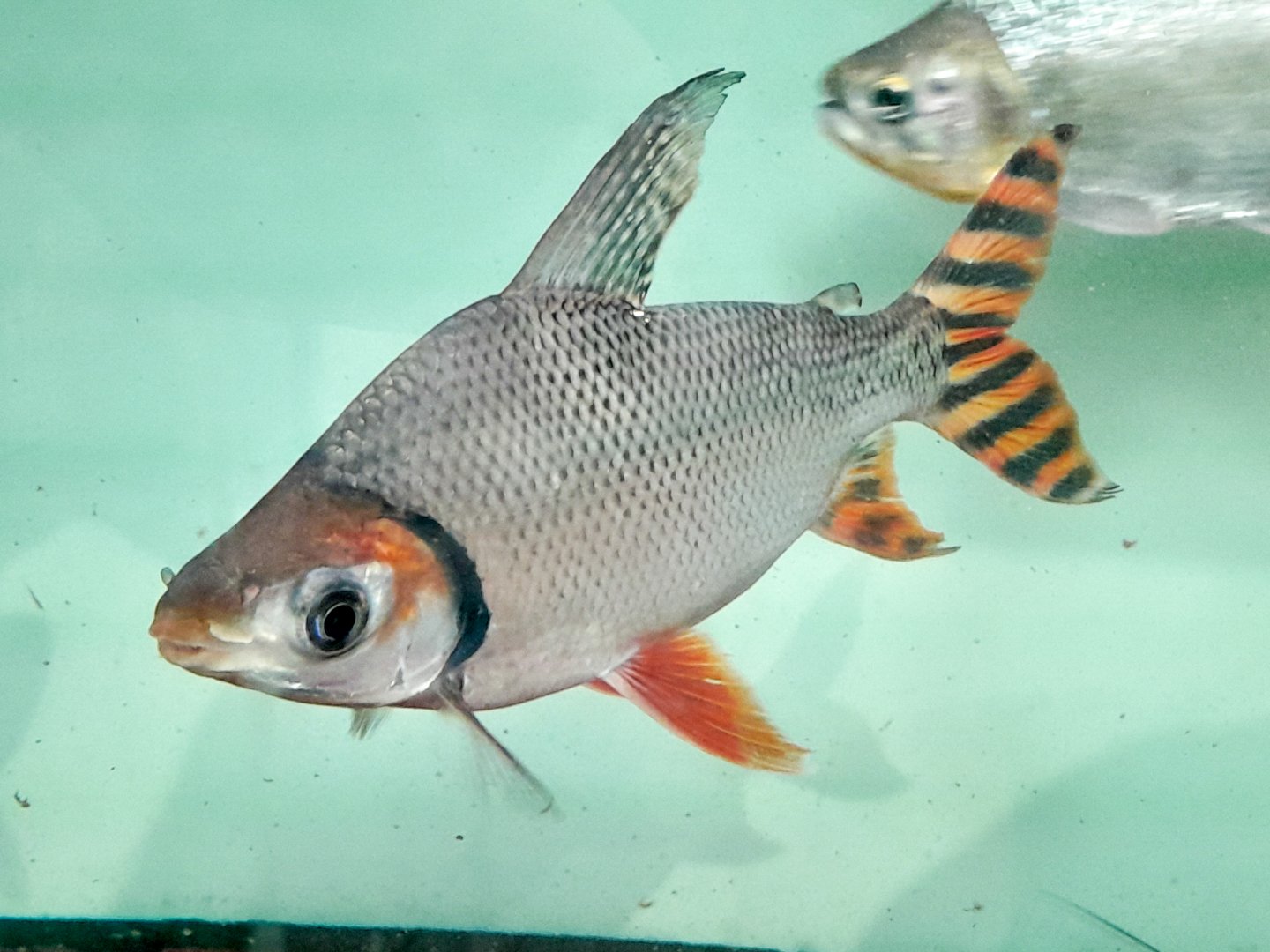 Red-tailed Jaraqui (Semaprochilodus laticeps 'Colombia')
