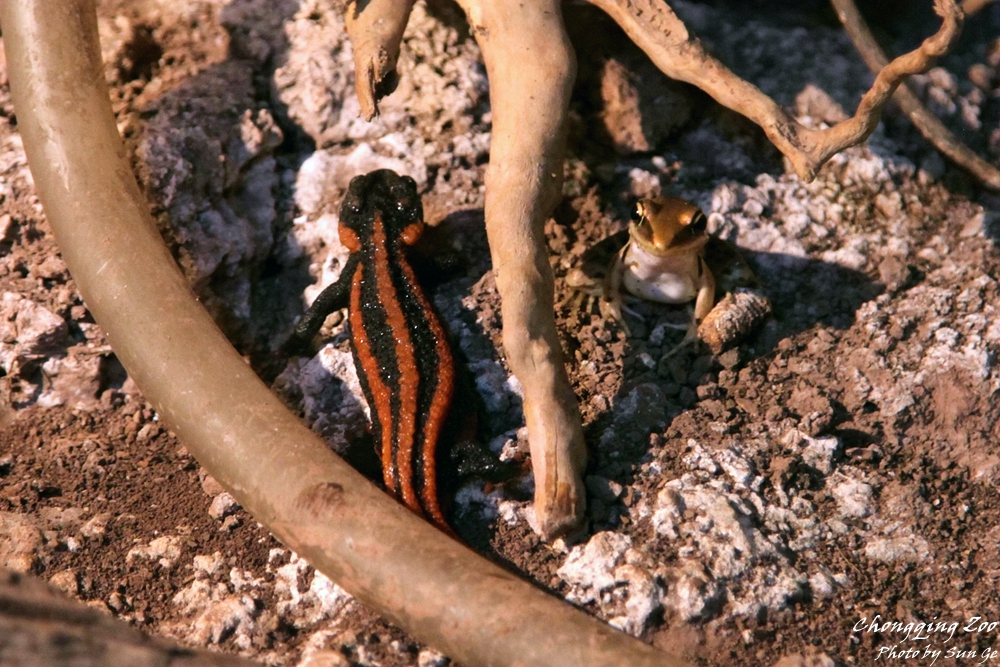 Red-tailed knobby newt and Gunther's frog