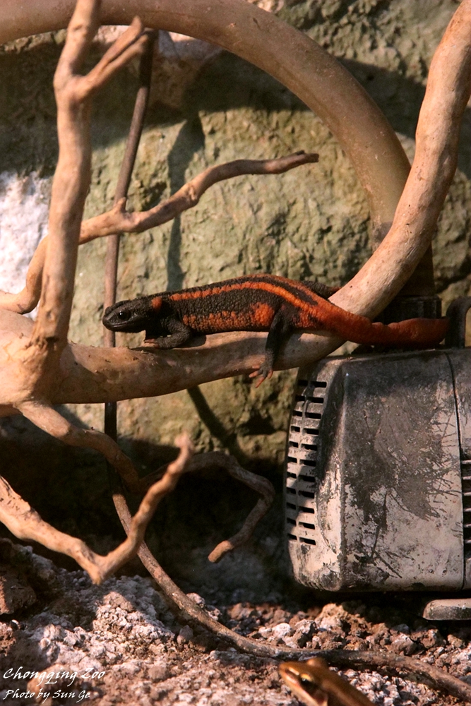 Red-tailed knobby newt climbing the branch
