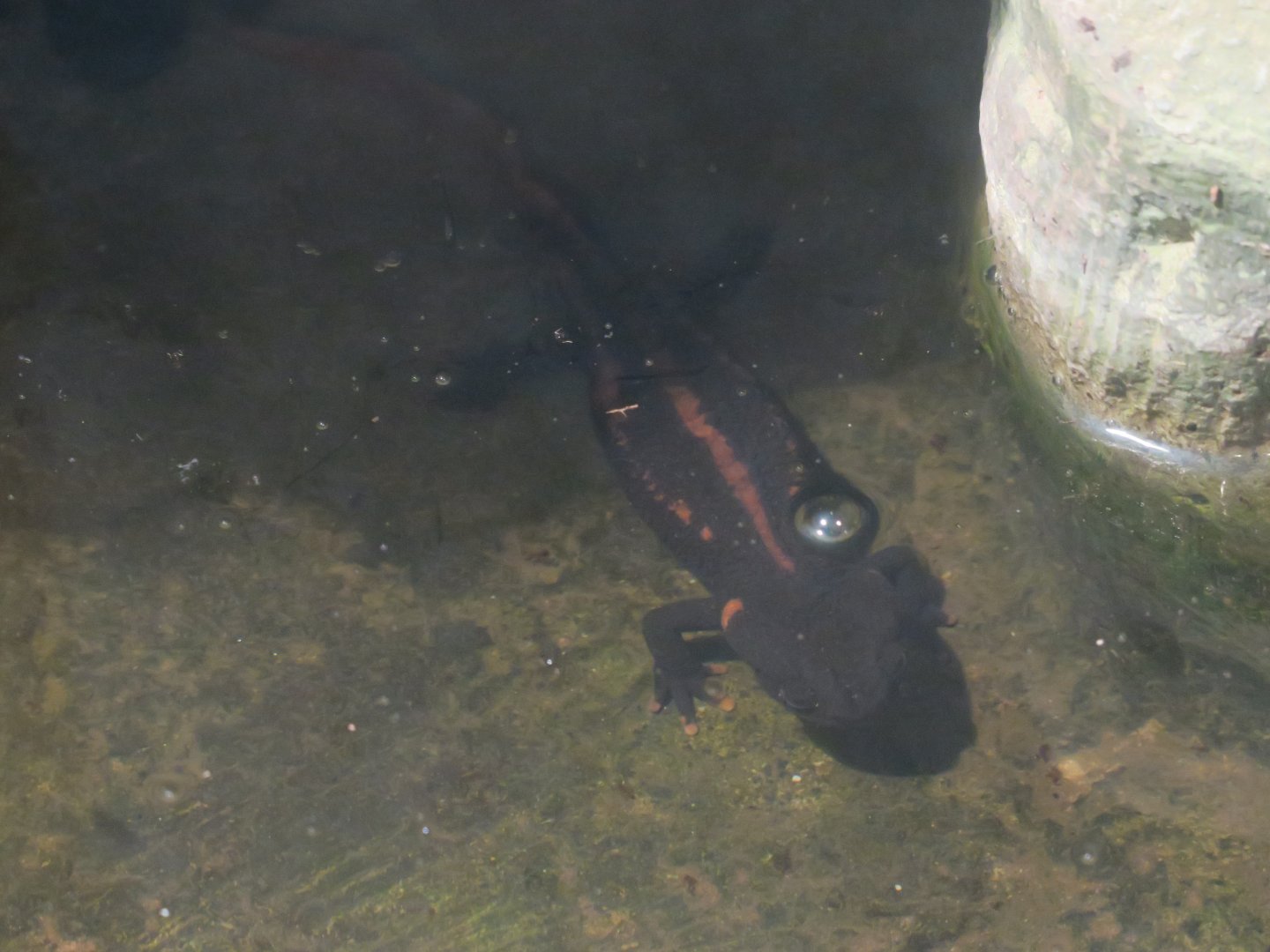 red-tailed knobby newt (Tylototriton kweichowensis)