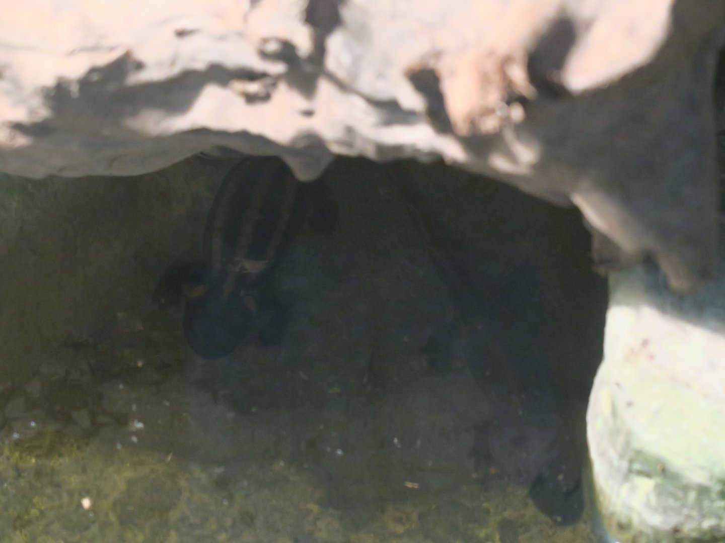 red-tailed knobby newt (Tylototriton kweichowensis)