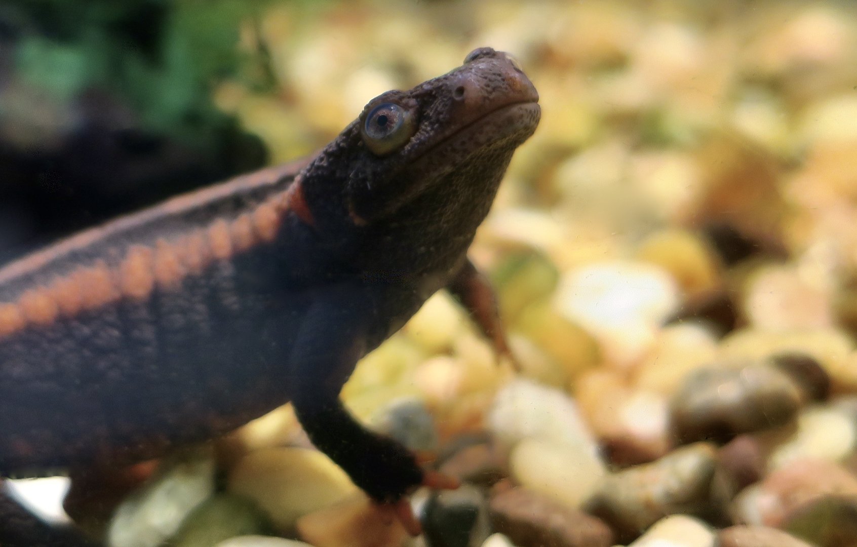 Red-Tailed Knobby Newt (Tylototriton kweichowensis)