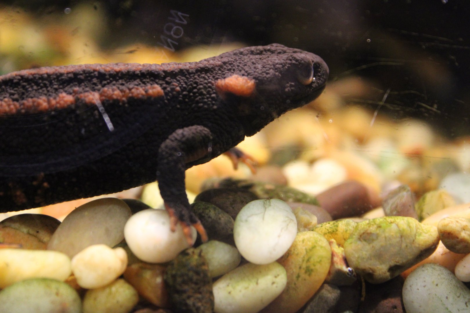 Red-tailed Knobby Newt