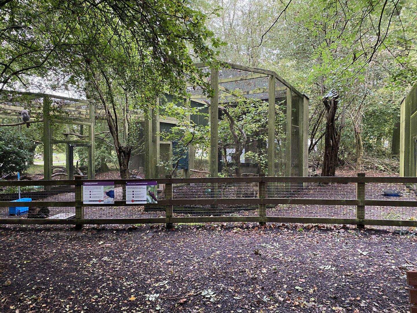 Red tailed laughing thrush and Vietnam pheasant enclosure, owl wood, ZSL Whipsnade