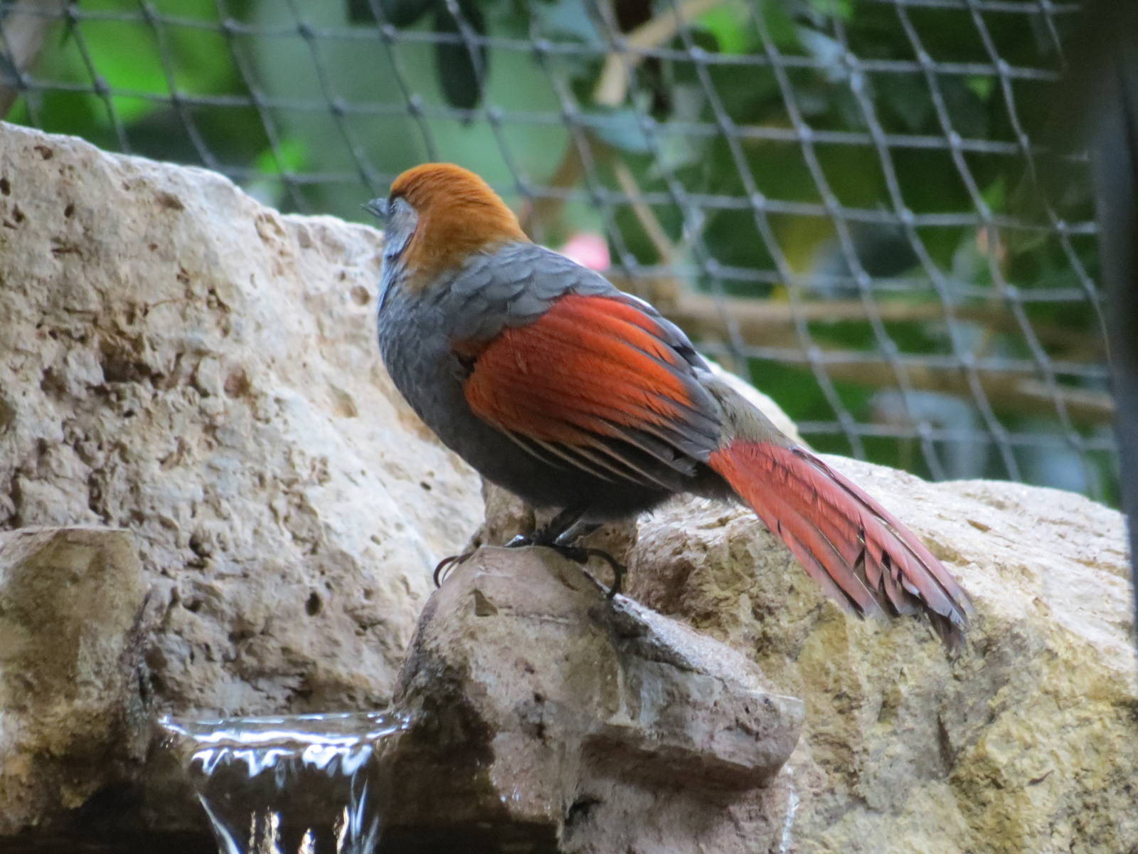 Red-tailed Laughing Thrush