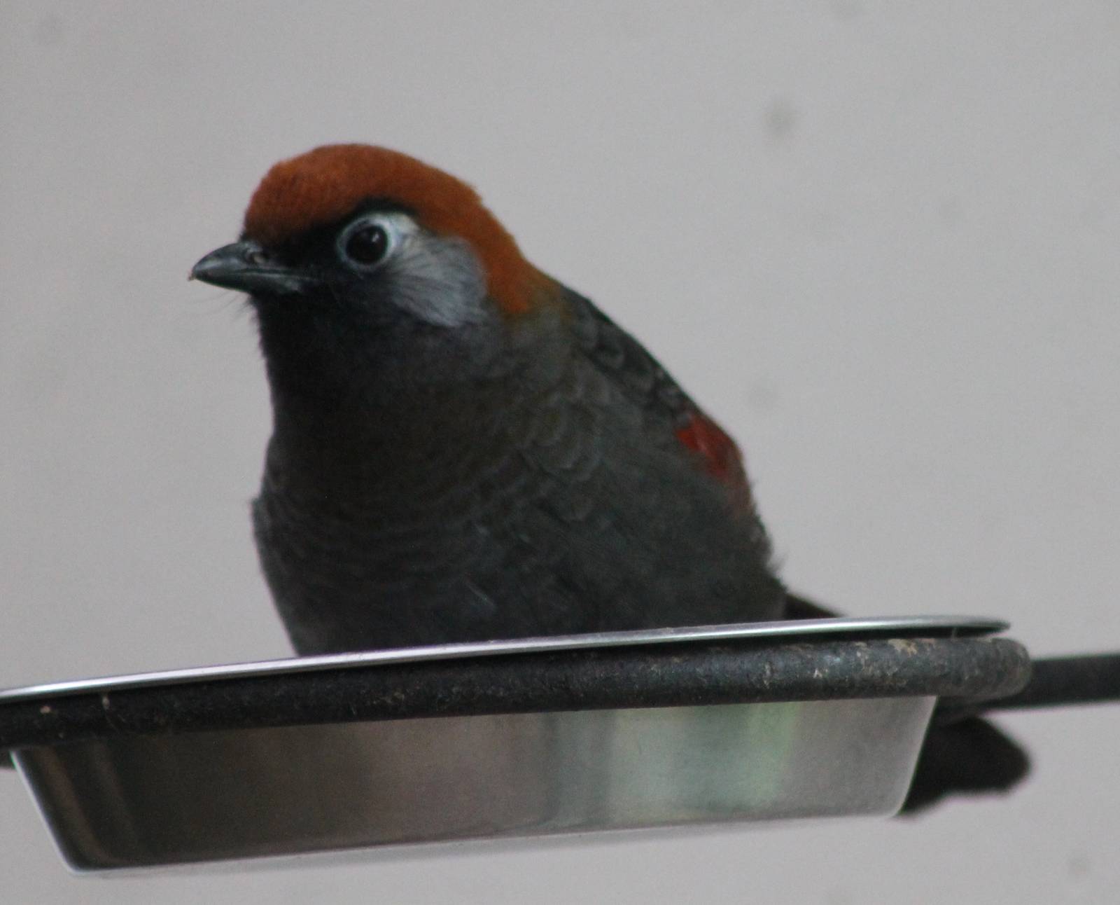 Red-tailed laughing thrush