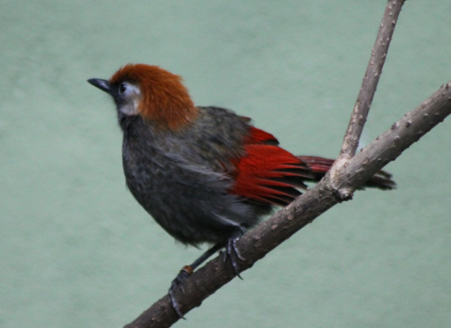 Red-tailed laughing-thrush