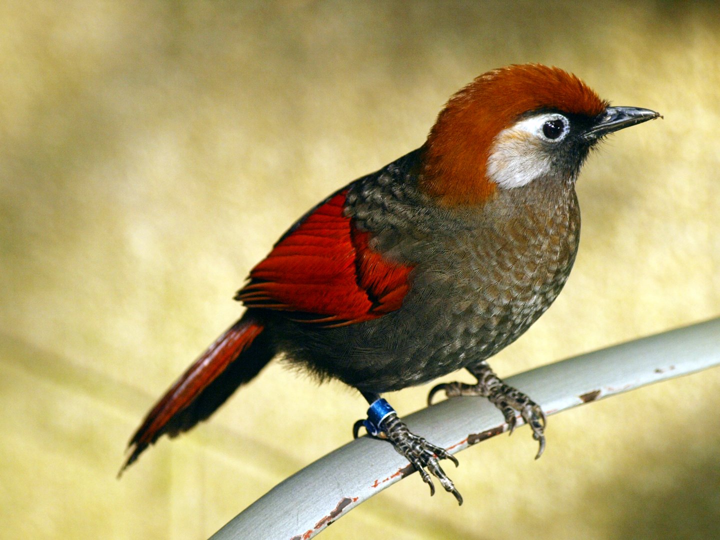 Red-tailed laughing thrush