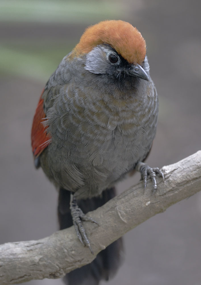 Red-tailed laughing-thrush