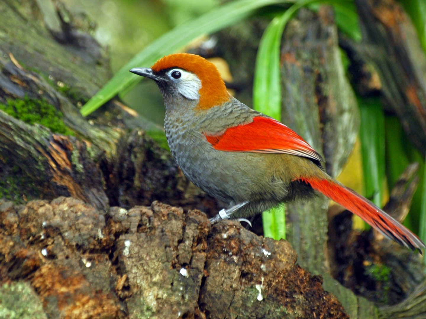 Red-tailed Laughing thrush