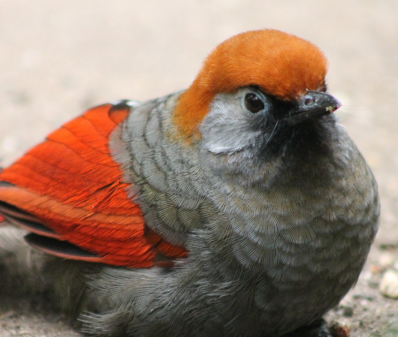 Red-tailed laughing-thrush