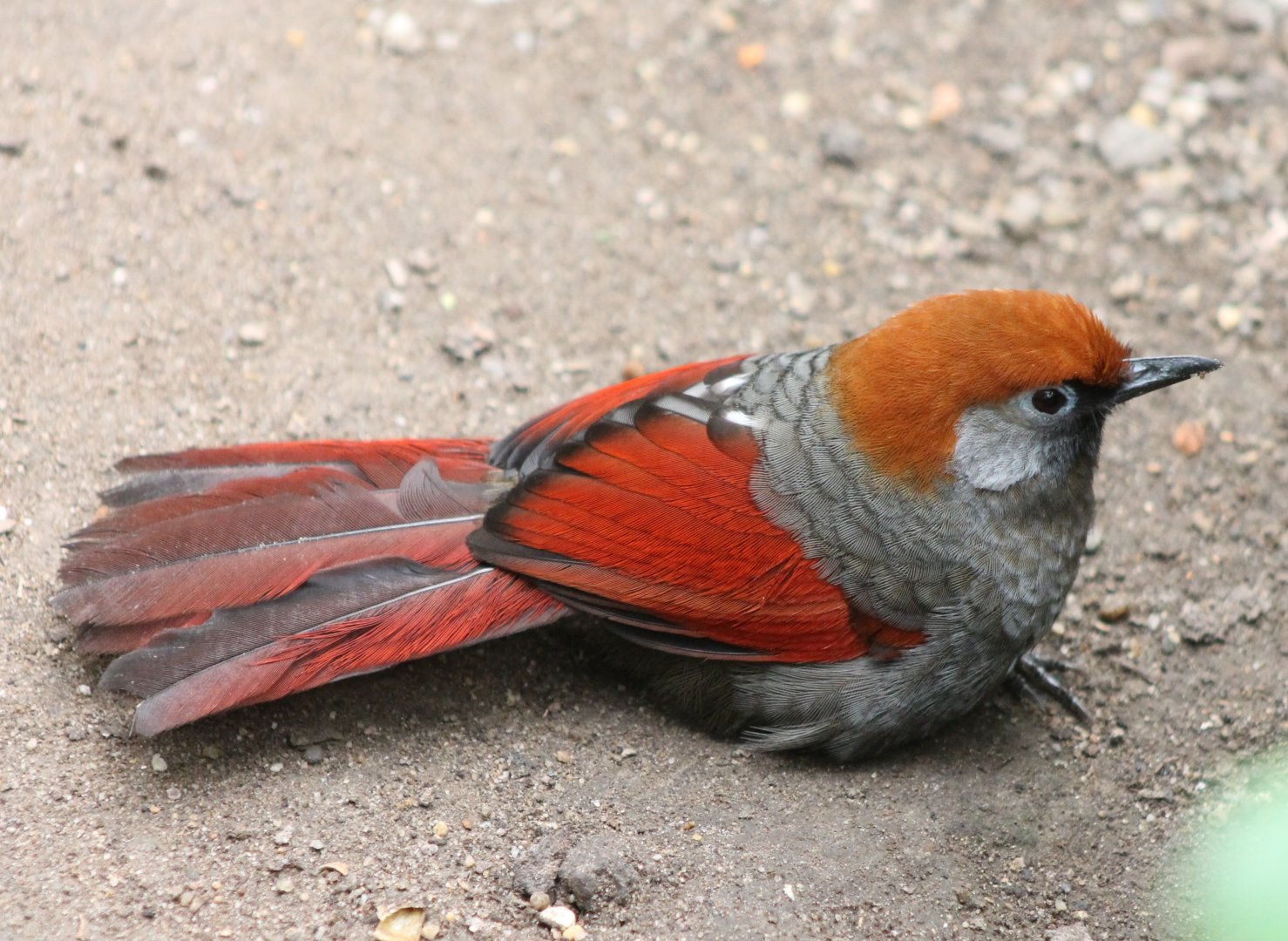 Red-tailed laughing-thrush