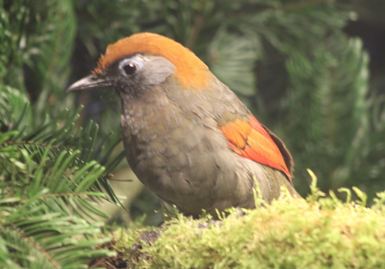 Red-tailed laughing-thrush