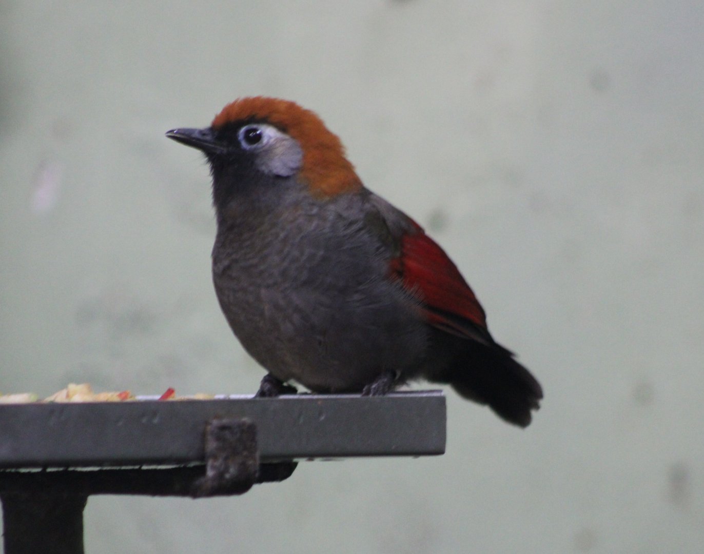 Red-tailed laughing-thrush