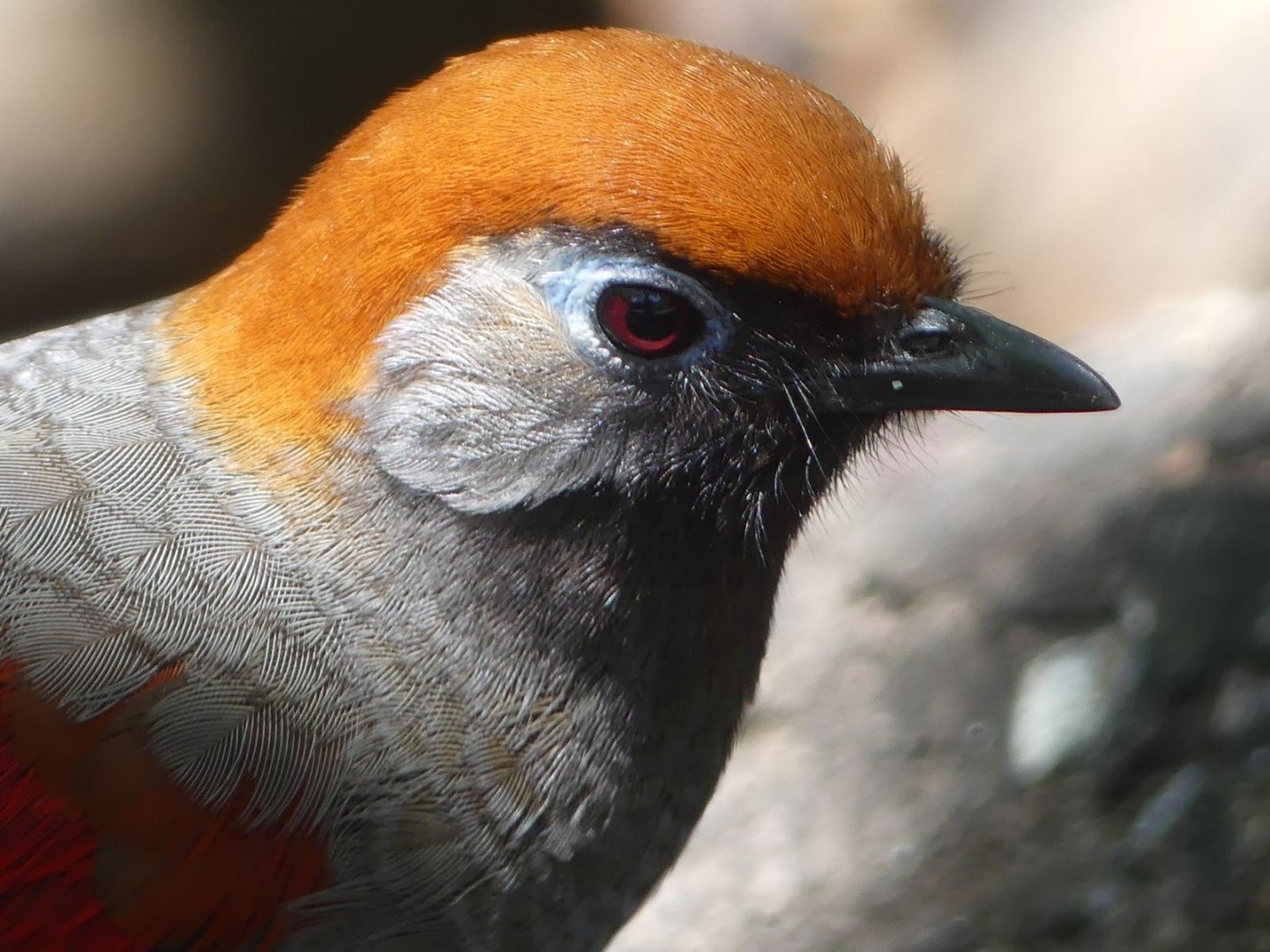 Red Tailed Laughingthrush - 11.07.25