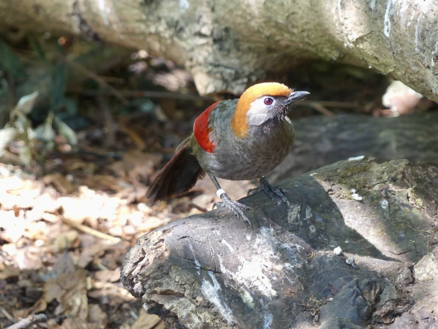 Red Tailed Laughingthrush - 11.07.25
