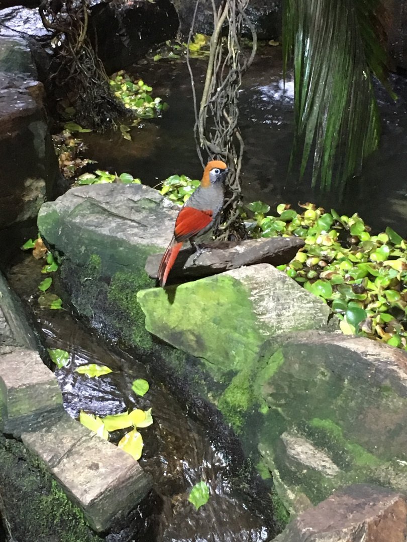 Red-tailed laughingthrush 121216