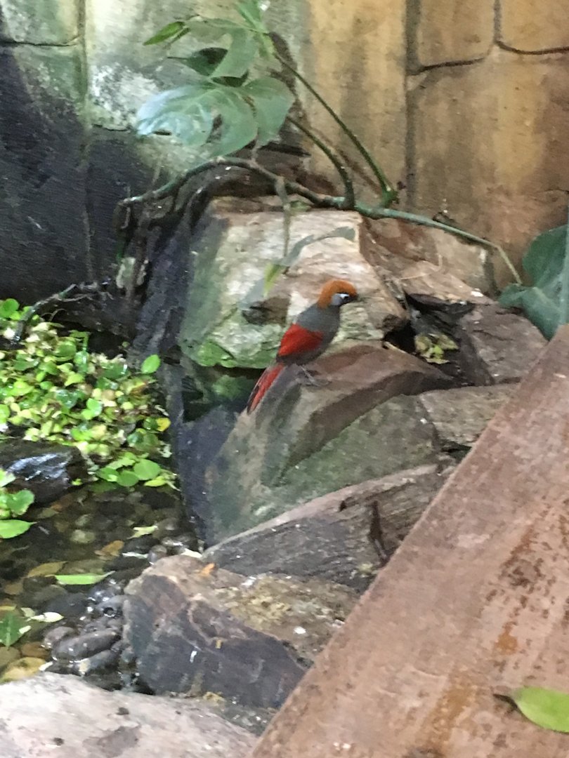 Red-tailed Laughingthrush 121216