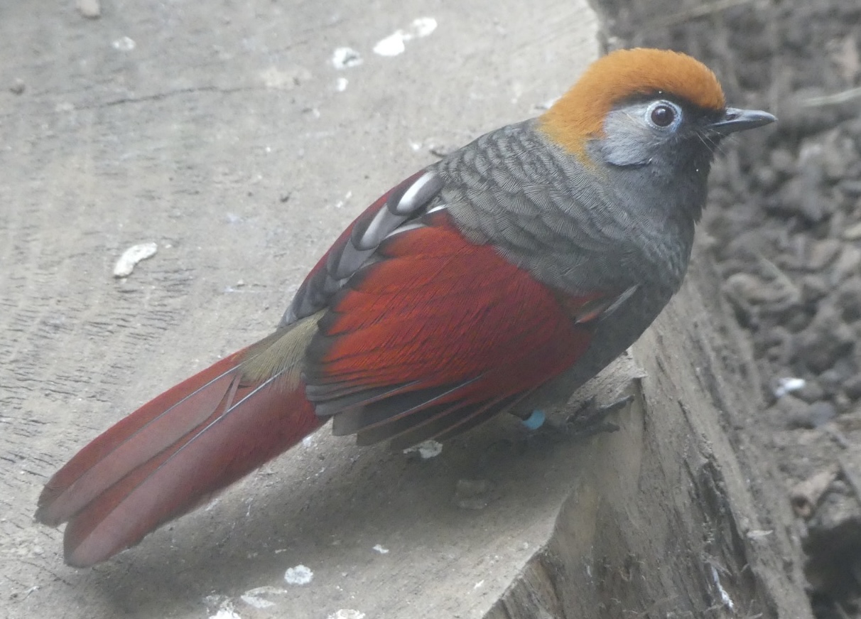 Red Tailed Laughingthrush - 21.10.24