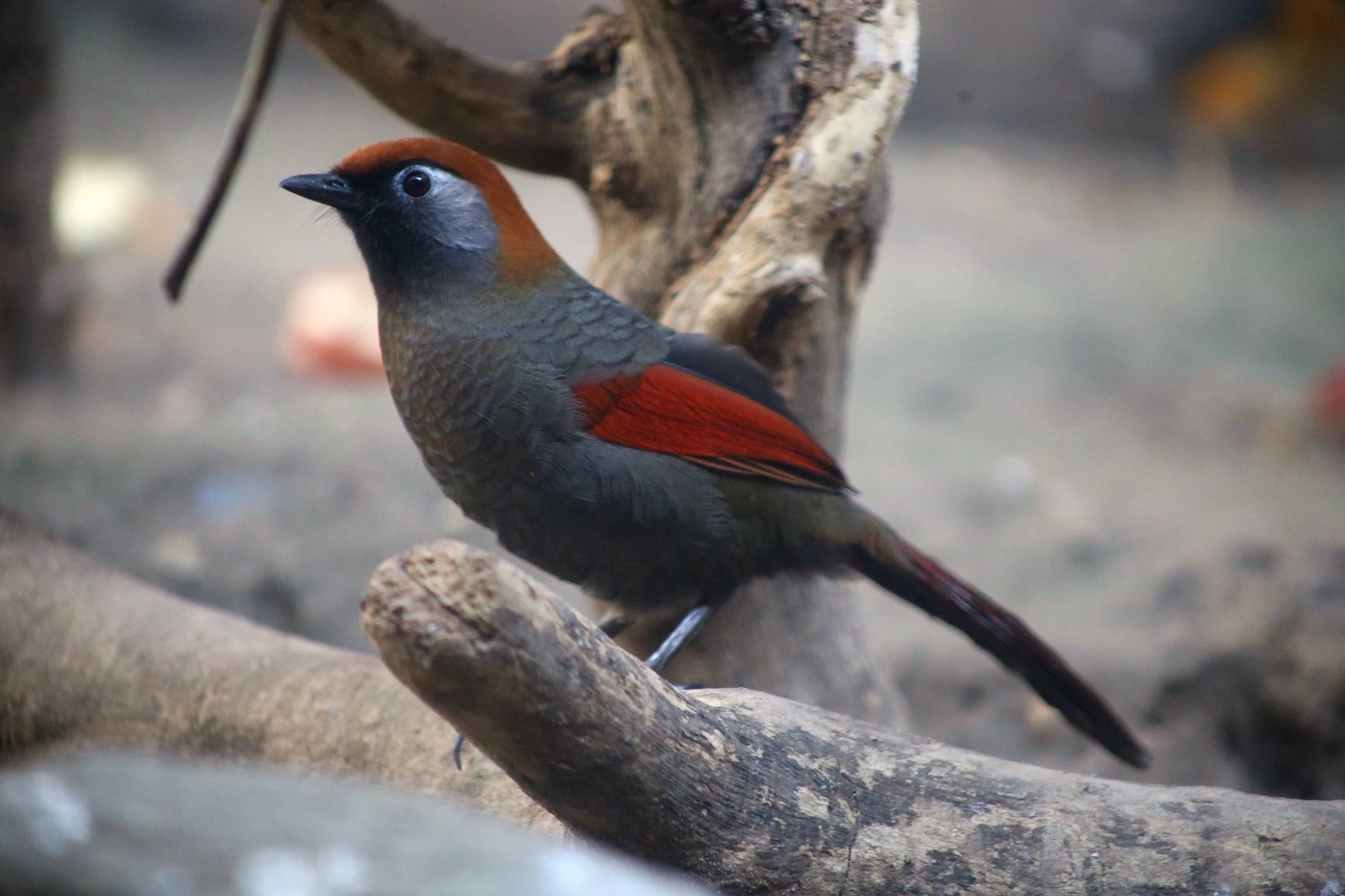 Red-tailed Laughingthrush (Garrulax milnei)