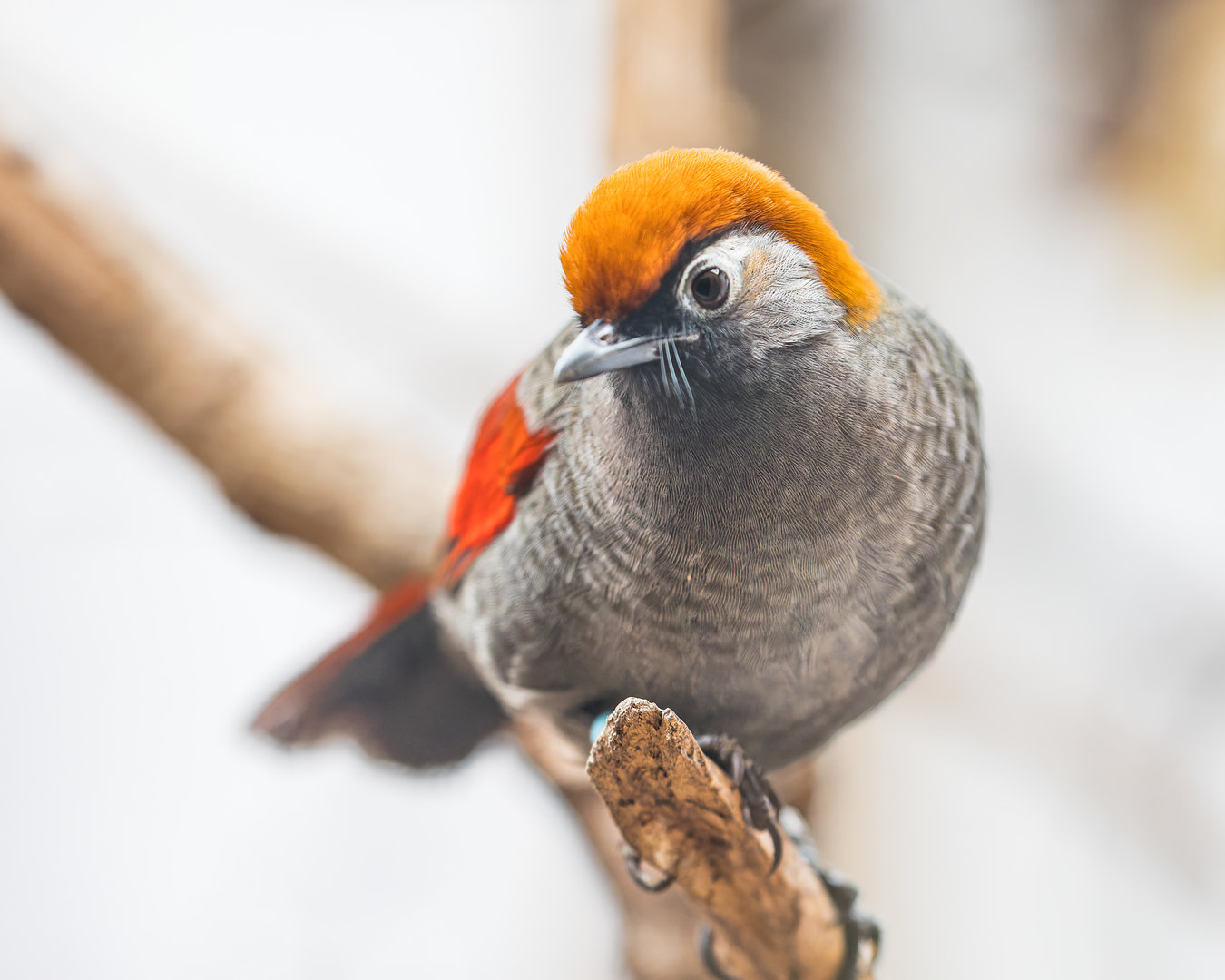 Red-tailed Laughingthrush / Newquay Zoo / 16-3-23
