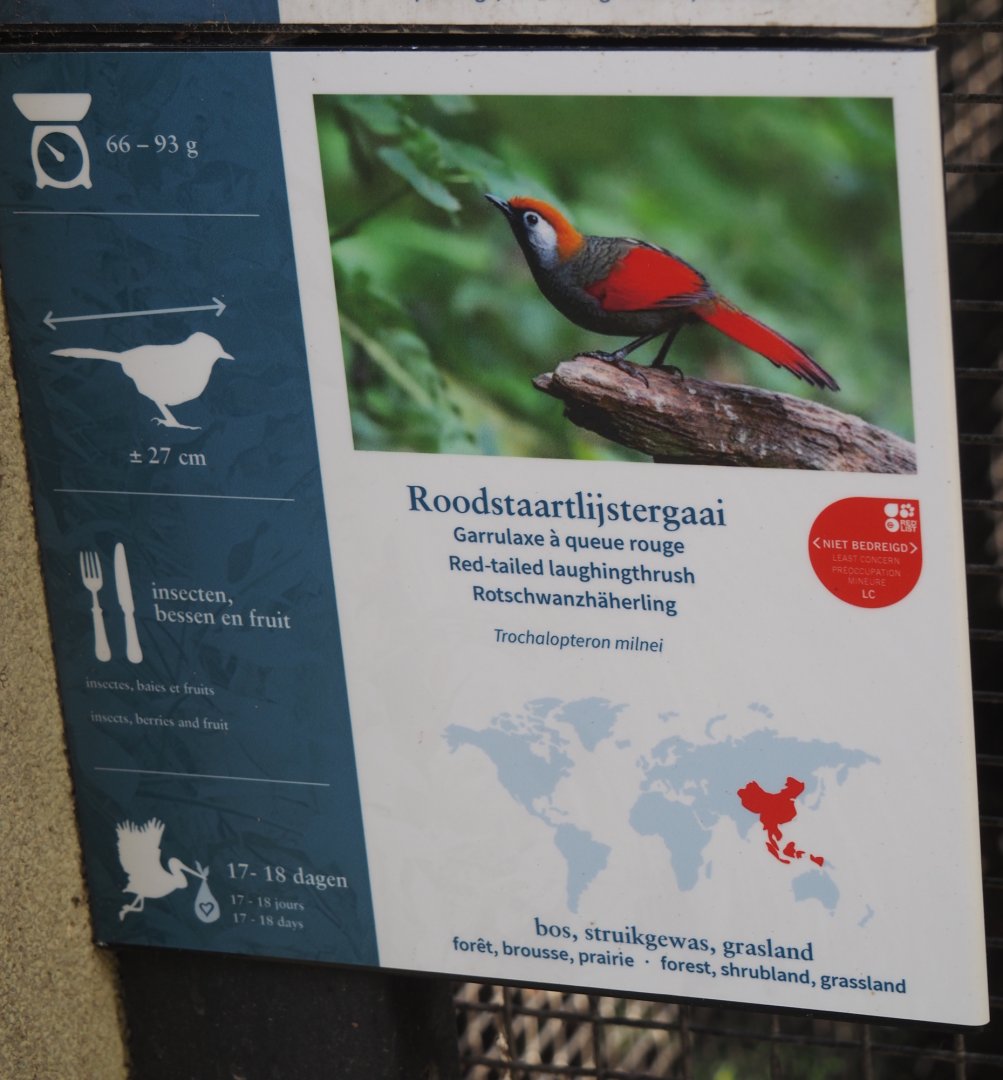 Red-tailed laughingthrush signage, 2025-09-10