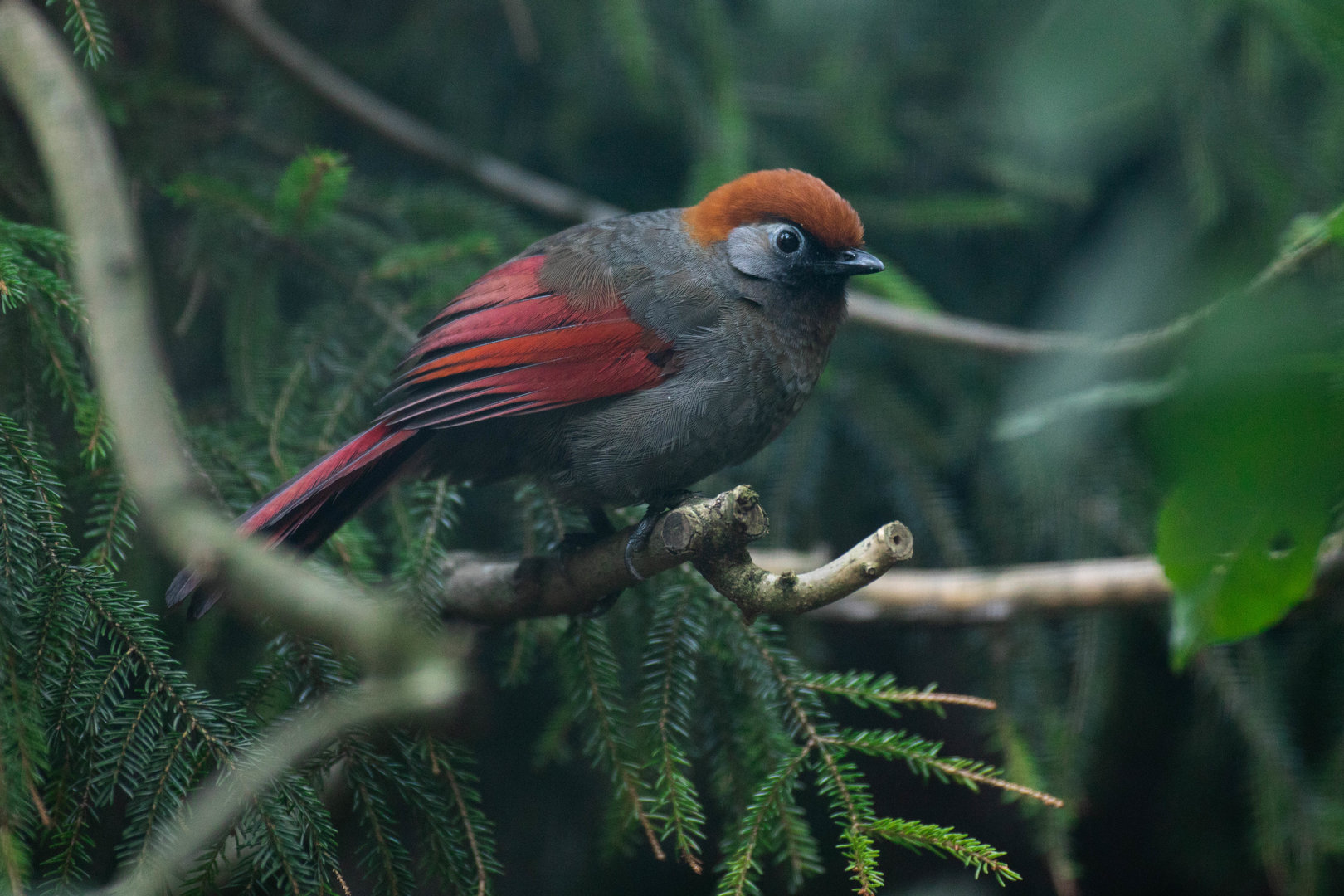 Red-tailed laughingthrush (Trochalopteron milnei)