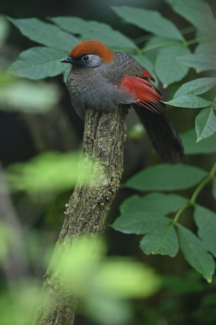 Red-tailed Laughingthrush Trochalopteron milnei