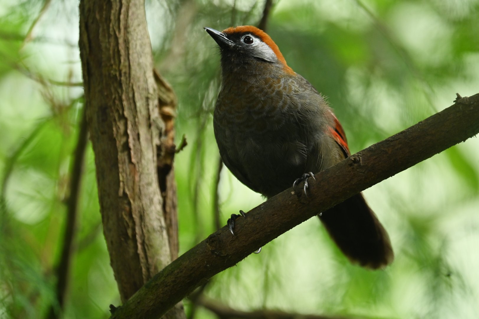 Red-tailed laughingthrush Trochalopteron milnei
